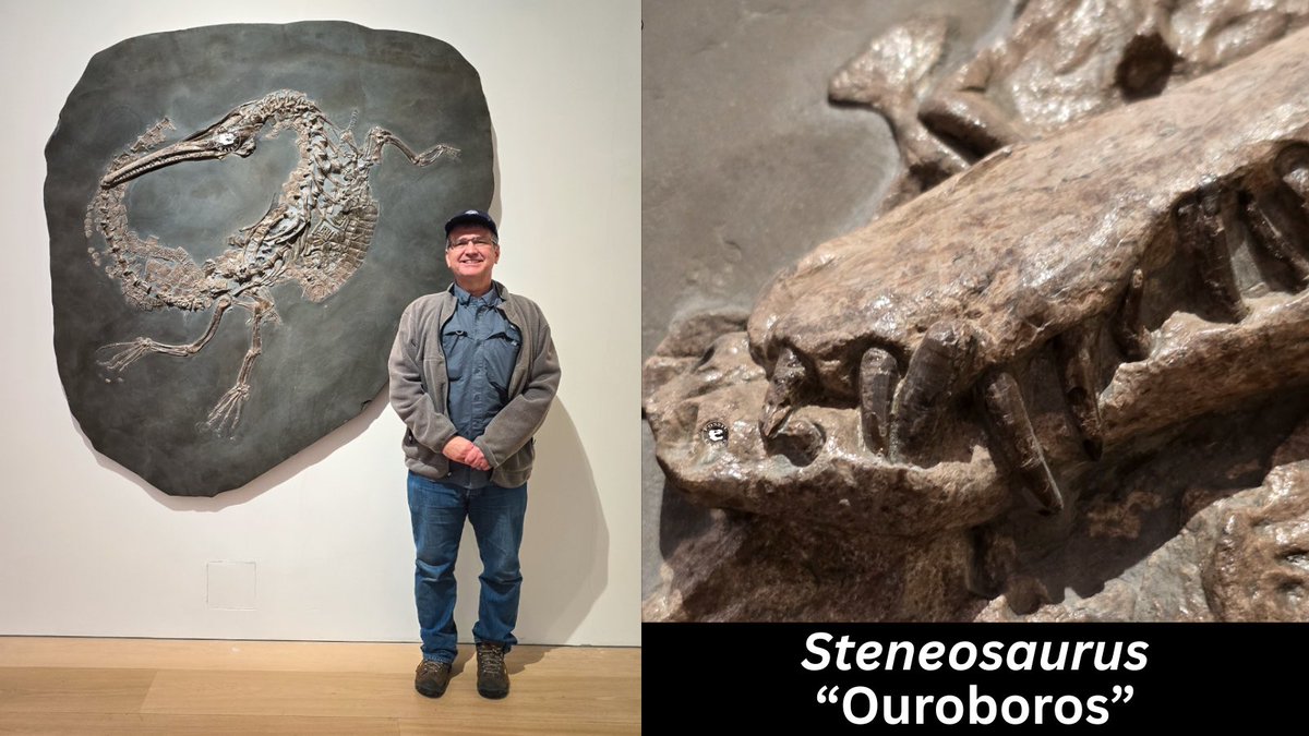 Fossilcrates's tweet image. Sold $600,000
(Pre-fees)

The #Steneosaurus, “Ouroboros,” the snake swallowing its tail, because the snout sits atop the tail.

Tis is a salt water crocodylomorph/thalattosuchian/teleosauroid from the Early Jurassic ~180 mya Posidonia Shale, Holzmaden, Germany. 

#FossilCrates
