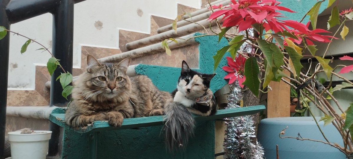 I find it funny how the cat on the left adopted the cat on the right, because every other cat in the house is crossing the 10 year old mark and they can't play rough anymore.