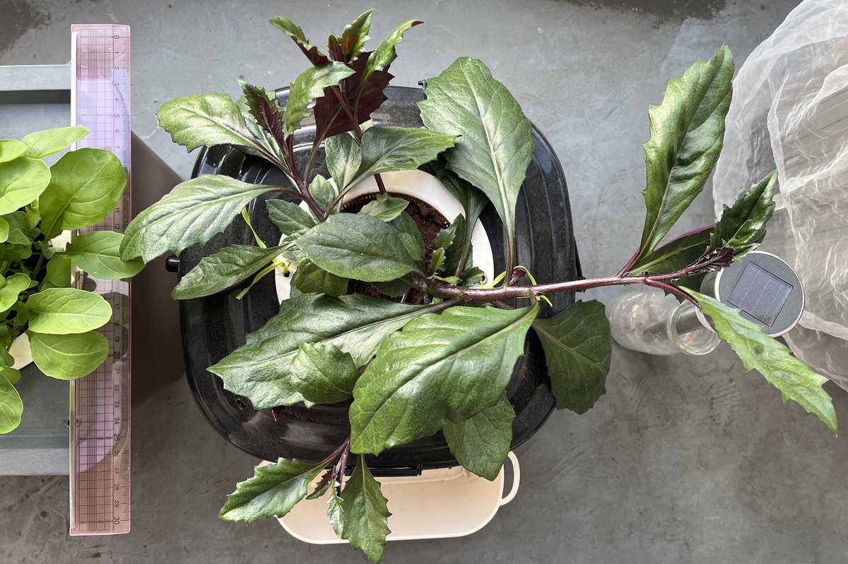 これが現在の金時草ですわ