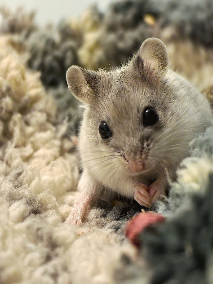 Wydziergane tweet media