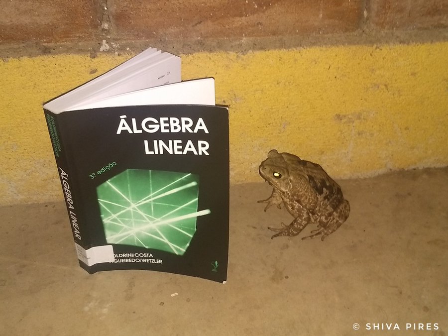 ElGrandSapon's tweet image. 25 anos e uma foto de um sapo estudando álgebra linear
