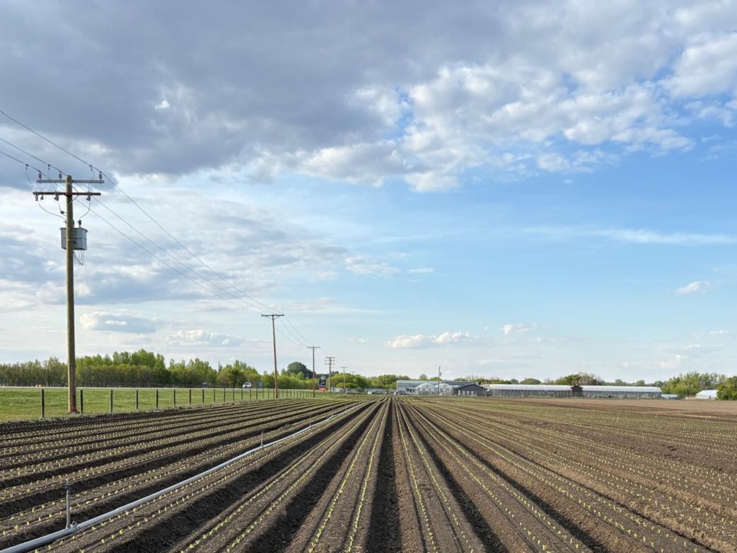 planttape's tweet image. Uniform spacing, minimal shock, and a strong root start to the season! Our partners at @monettefarms continues to lead the way in precision transplanting across Canada, and we’re proud to be part of their journey.

#PlantTape #MonetteFarms #broccoli #agriculture #farming