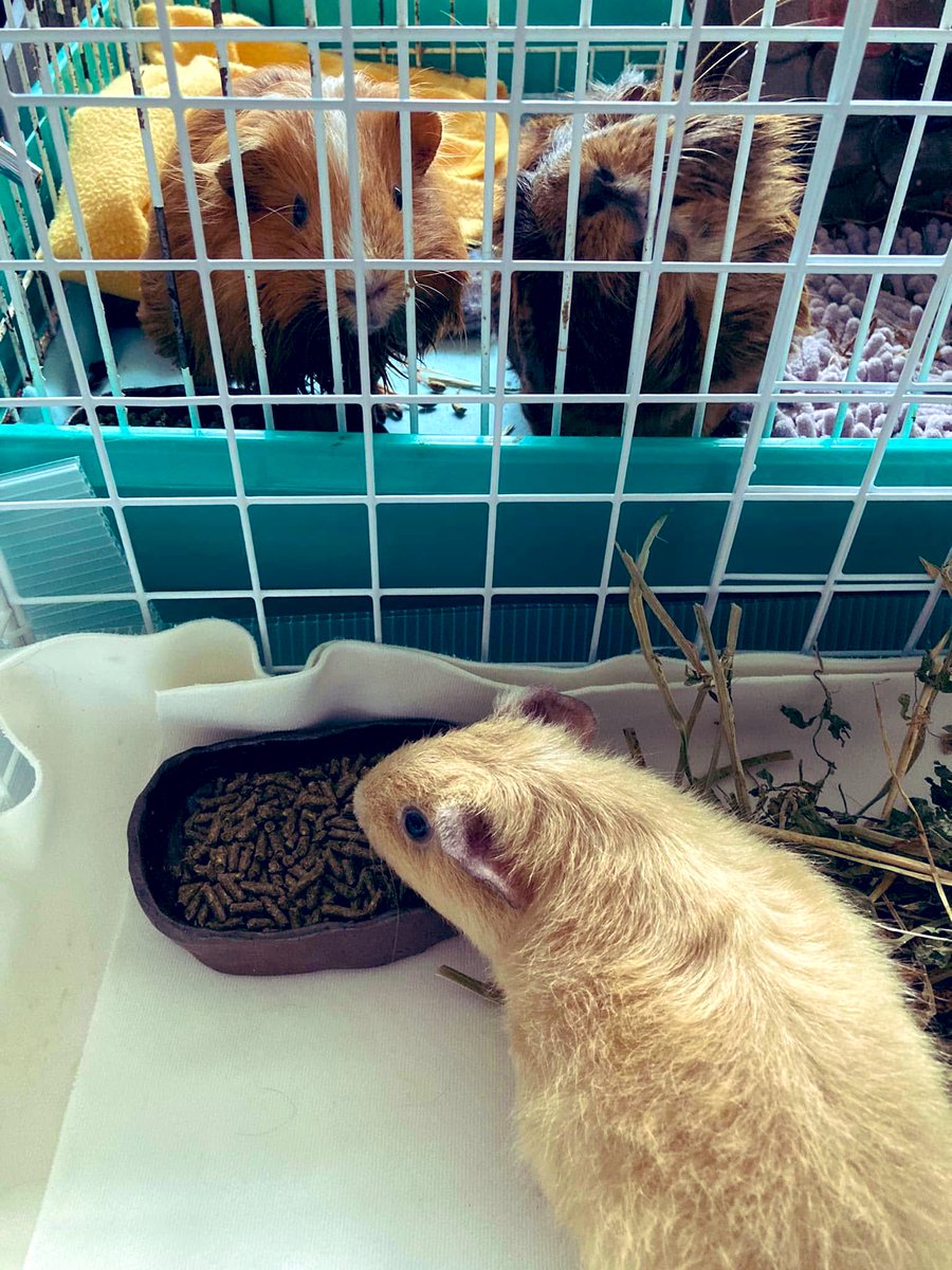 2年とすこし前、ビッケちゃんをお迎えした時の写真。くりりん🌈もいる！
#guineapig #モルモット