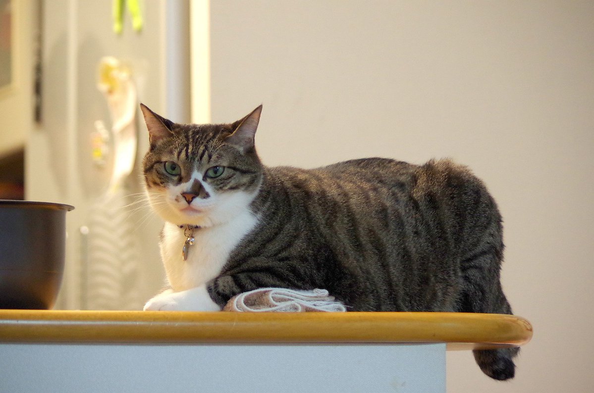 MIU_no_Papa's tweet image. タイムマシン　LEO 撮影日2015年11月20日
朝 極小さな雨が降っていたのでお散歩止めてタイムマシン
行ったのは10年前
10年前のLEOは一見すると今と同じ
でも今のLEOはもうすっかりお祖父ちゃん

そして今朝も我が家には朝ごはん風景出来ました

#猫が好き
#猫がすき
#毎日が猫の日