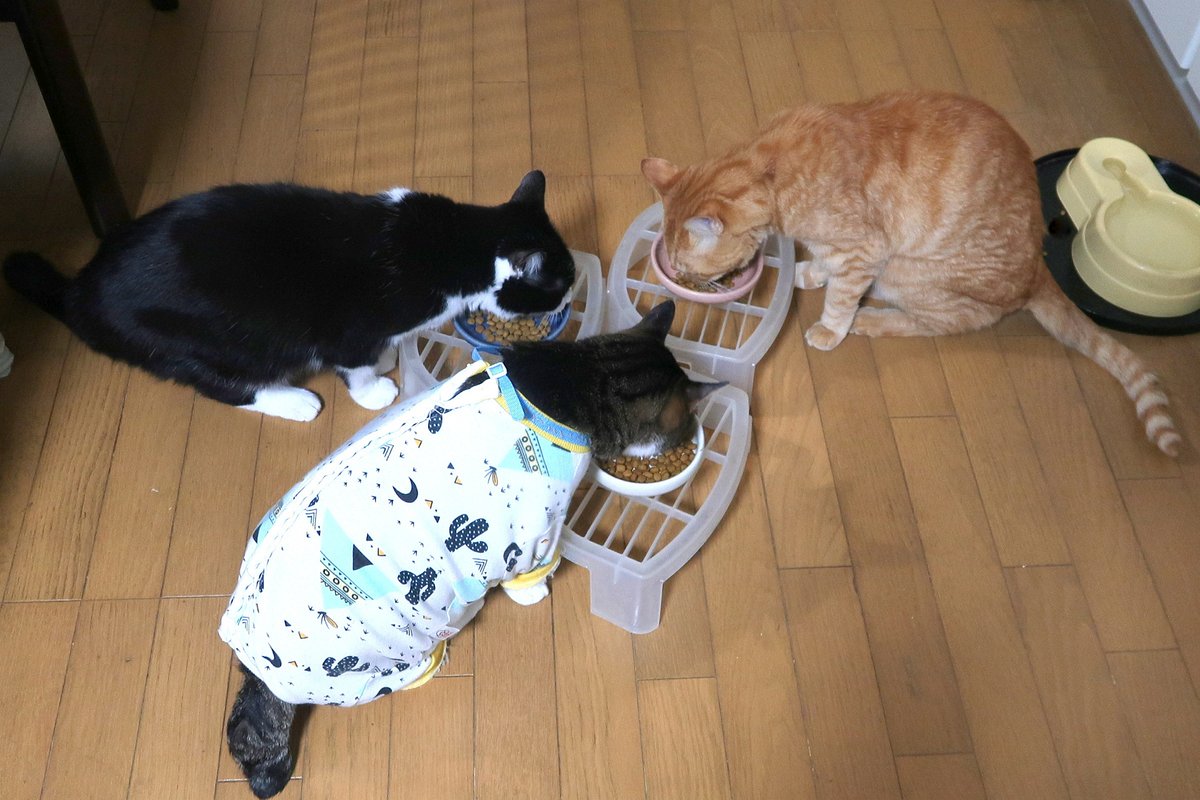 MIU_no_Papa's tweet image. タイムマシン　LEO 撮影日2015年11月20日
朝 極小さな雨が降っていたのでお散歩止めてタイムマシン
行ったのは10年前
10年前のLEOは一見すると今と同じ
でも今のLEOはもうすっかりお祖父ちゃん

そして今朝も我が家には朝ごはん風景出来ました

#猫が好き
#猫がすき
#毎日が猫の日