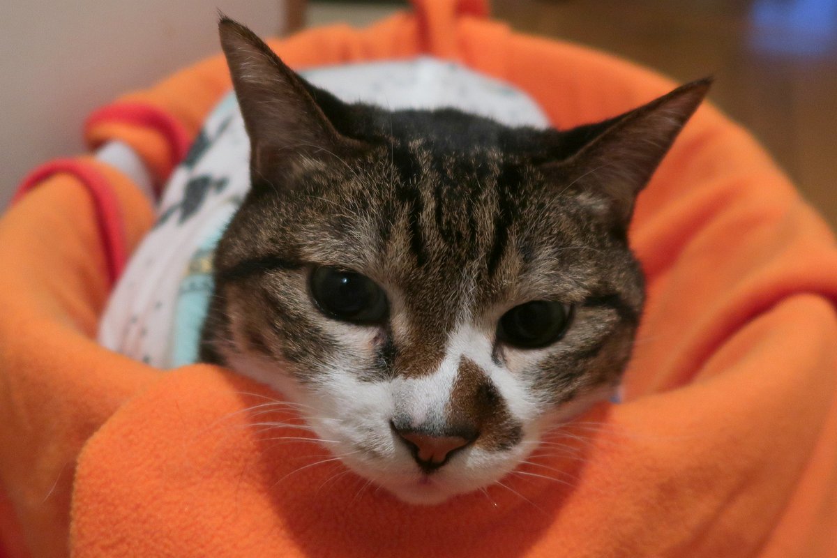 MIU_no_Papa's tweet image. タイムマシン　LEO 撮影日2015年11月20日
朝 極小さな雨が降っていたのでお散歩止めてタイムマシン
行ったのは10年前
10年前のLEOは一見すると今と同じ
でも今のLEOはもうすっかりお祖父ちゃん

そして今朝も我が家には朝ごはん風景出来ました

#猫が好き
#猫がすき
#毎日が猫の日