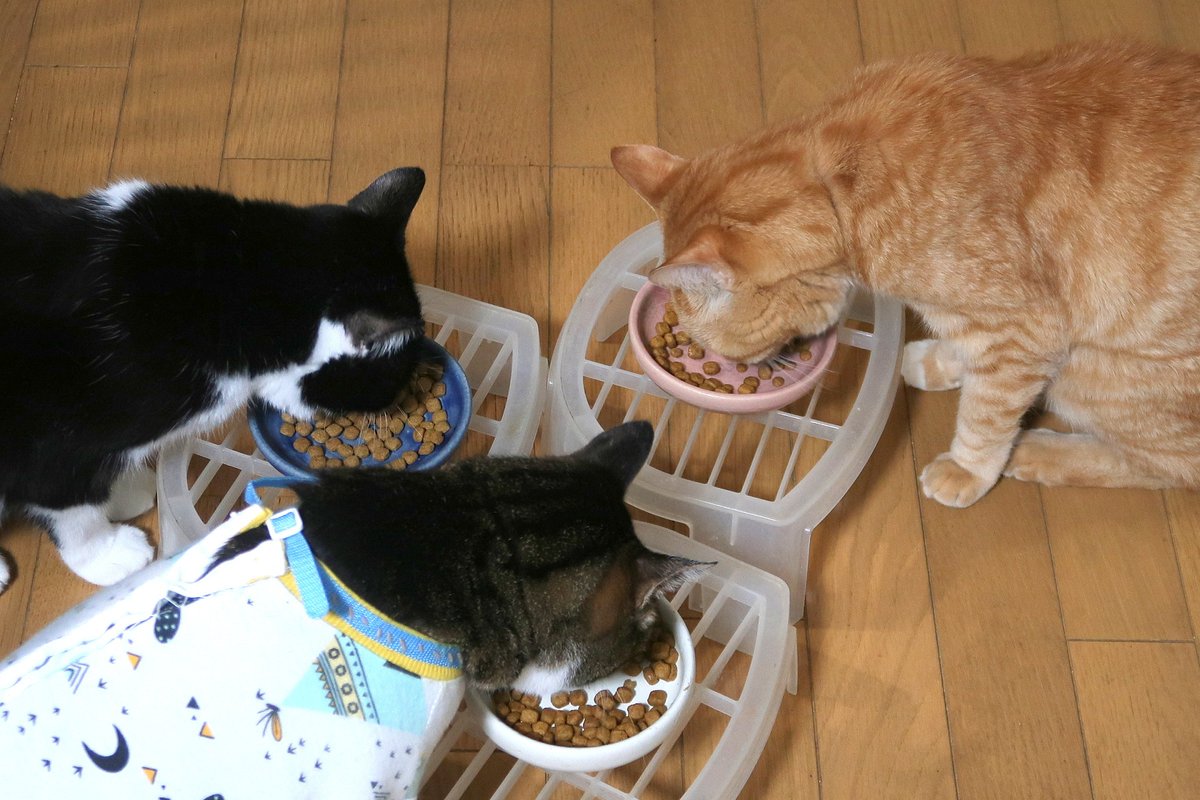 MIU_no_Papa's tweet image. タイムマシン　LEO 撮影日2015年11月20日
朝 極小さな雨が降っていたのでお散歩止めてタイムマシン
行ったのは10年前
10年前のLEOは一見すると今と同じ
でも今のLEOはもうすっかりお祖父ちゃん

そして今朝も我が家には朝ごはん風景出来ました

#猫が好き
#猫がすき
#毎日が猫の日