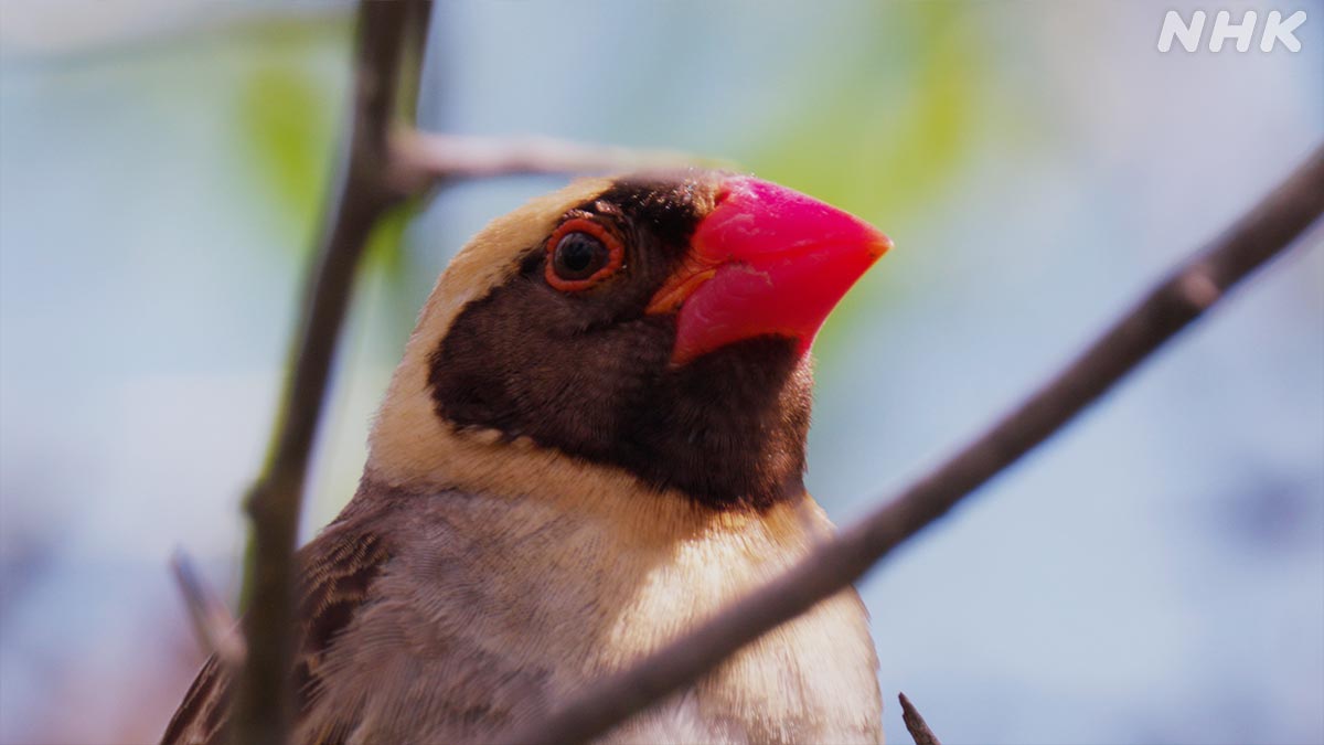 実はコウヨウチョウが激増したのは第二次世界大戦以降

戦時中 植民地だったアフリカ諸国は
宗主国から食糧増産を命じられ農地が増加

それが原因でコウヨウチョウも急増しました

🟧⏰23日 日曜夜7時30分～🟧
『“手抜き”で爆増！アフリカの鳥嵐を追え』
nhk.jp/darwin/

#ダーウィンが来た