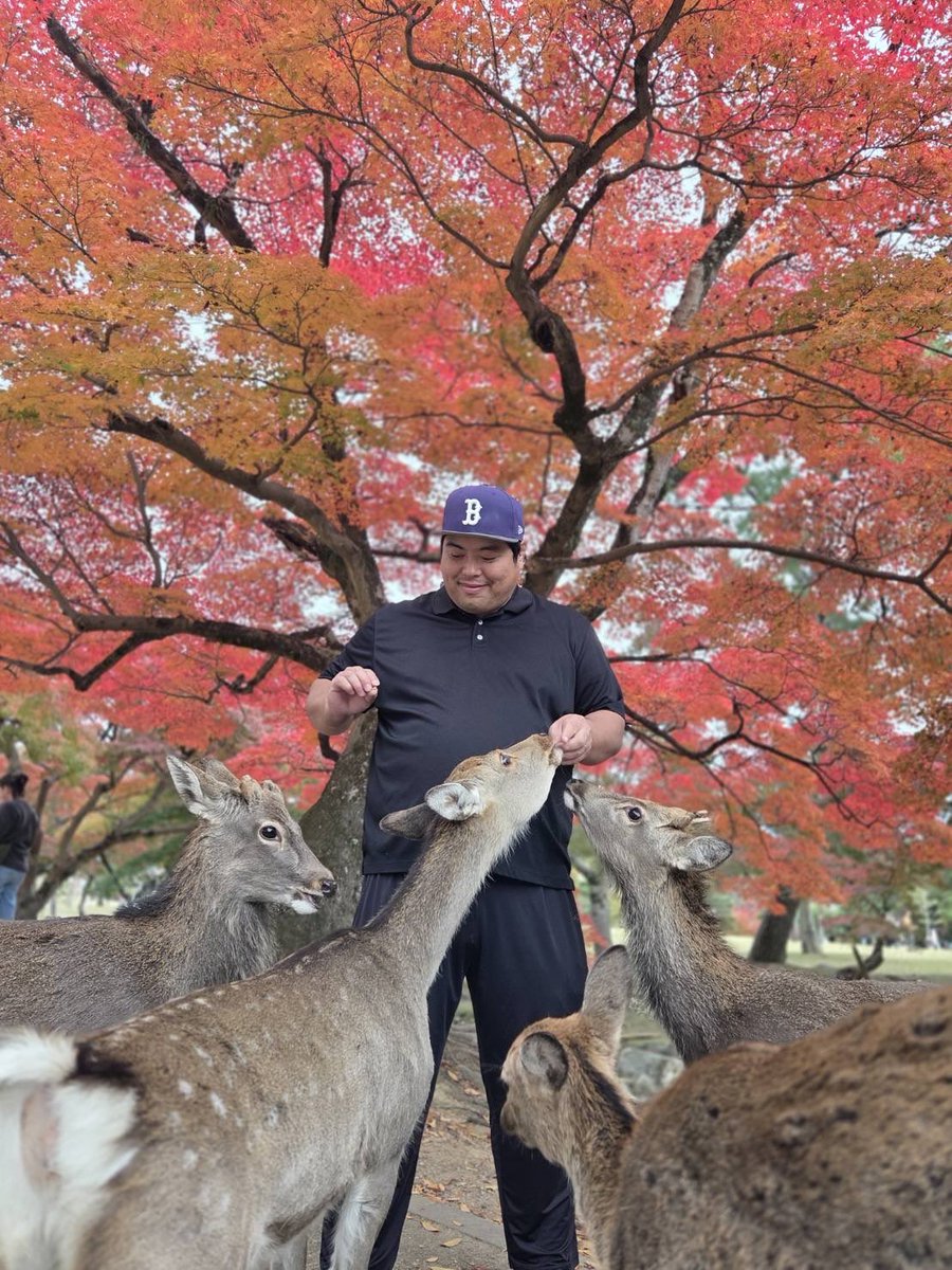 hezuruy's tweet image. 紅葉の季節となりました。
中国人も減ったし国内観光はぜひ奈良公園の鹿さんに会いに来て下さい。