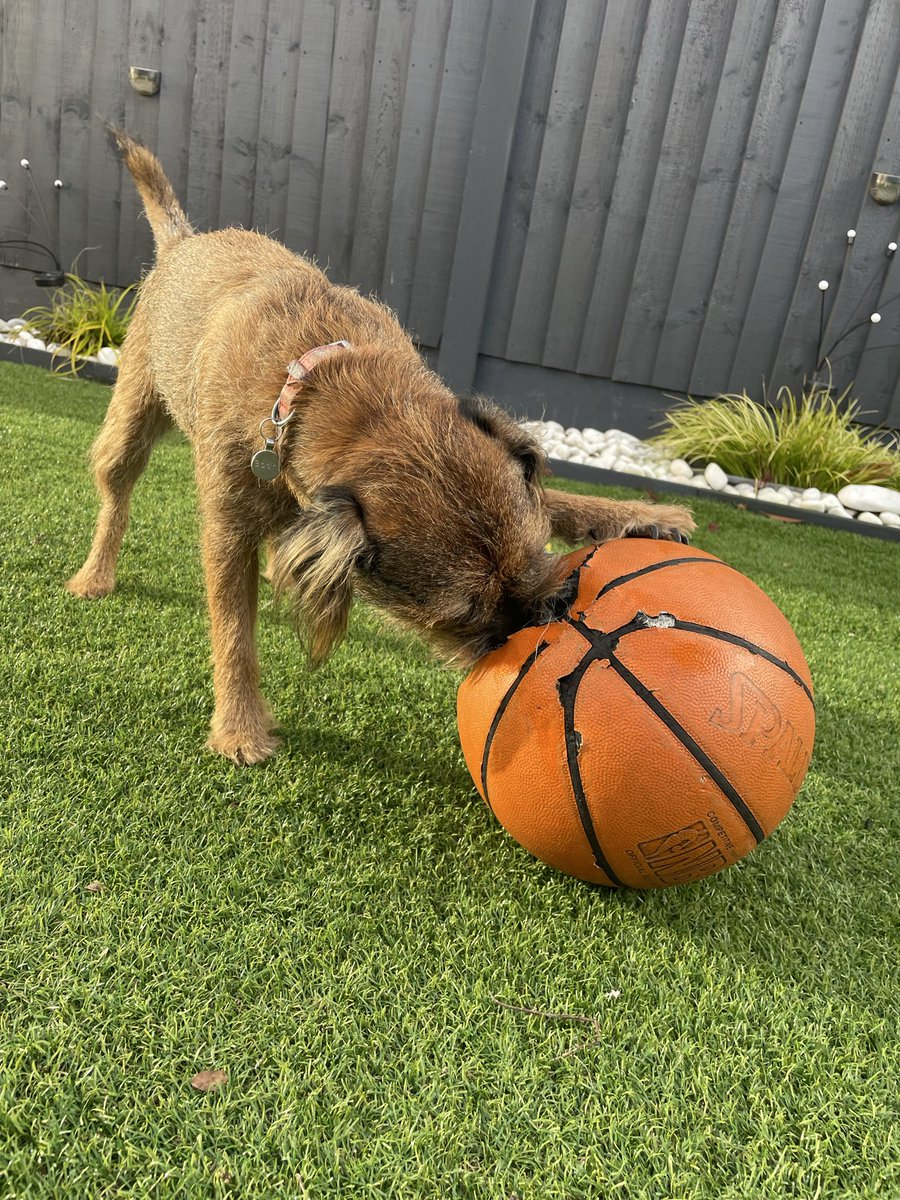 BodhiSattvas21's tweet image. Iz bin practicin my dribblin skillz n am ready fur my call up fur ve World Cup. 
#bodhi #btposse