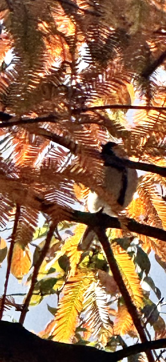 tocox's tweet image. 週末の予定を楽しみにしながら
もし体調を崩したらって思うと
怖くなって

どうしようもなく
じれったいような気持ち

――

この入れ物を魂に真に委ねられた時
私は変われるだろうか

 #膵炎