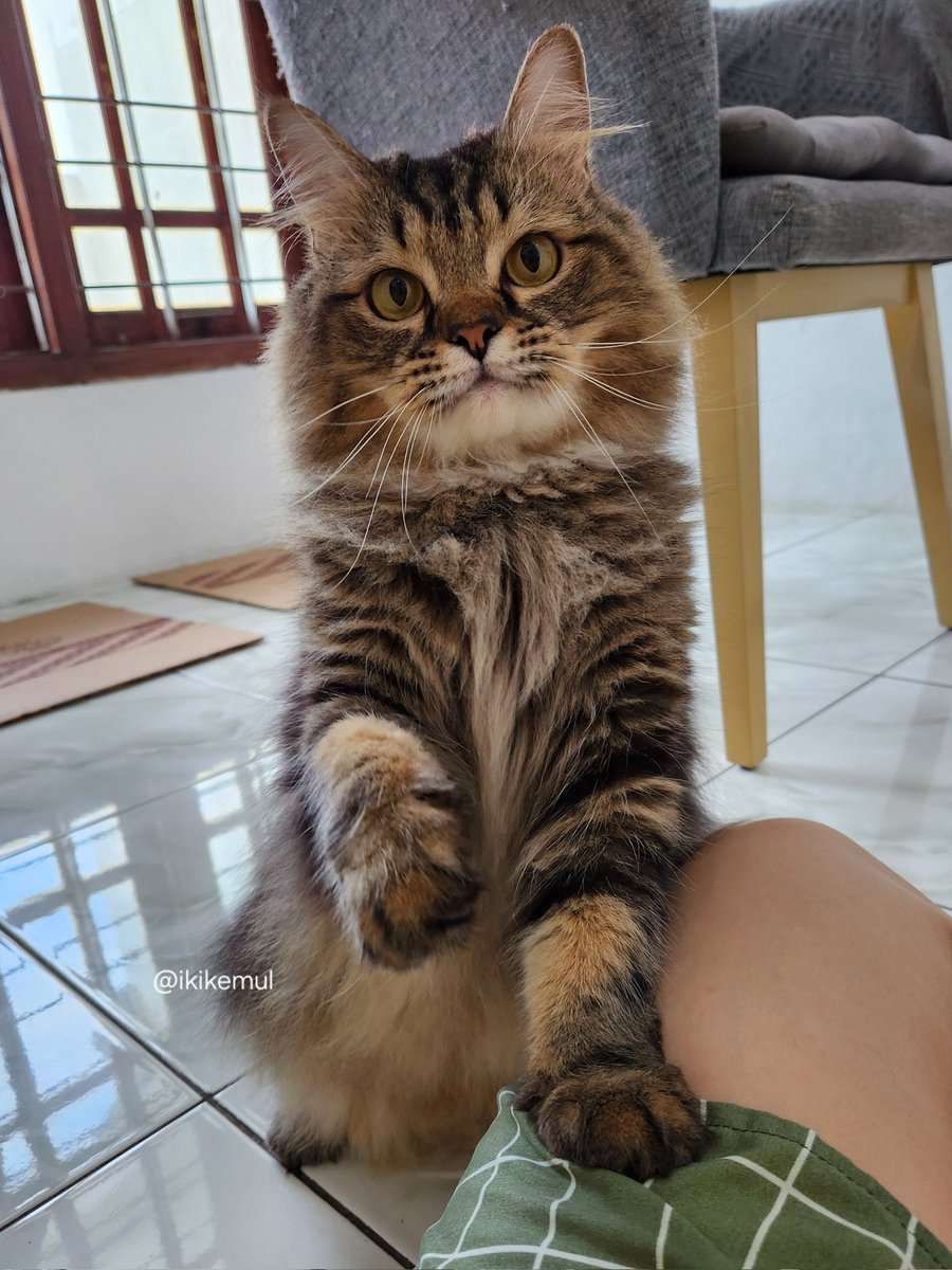 ikikemul's tweet image. this is Kevin 😼
Kevin is nice, polite, and never lies 😸
be like Kevin 👍🏻