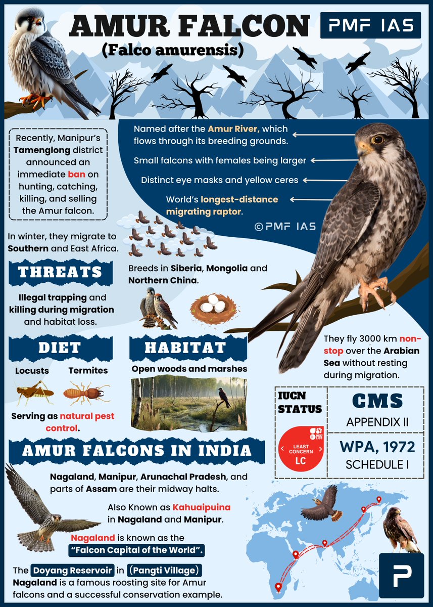 pmfias's tweet image. Species in News: Amur Falcon (Falco amurensis) 

Context: Satellite-tagged Amur falcons from Manipur fly 5,000 km nonstop across the Arabian Sea to reach Kenya and Somalia.

Save for UPSC Prelims - 2026 🔖

#UPSC #UPSCPrelims2026 #UPSCPreparation #Species