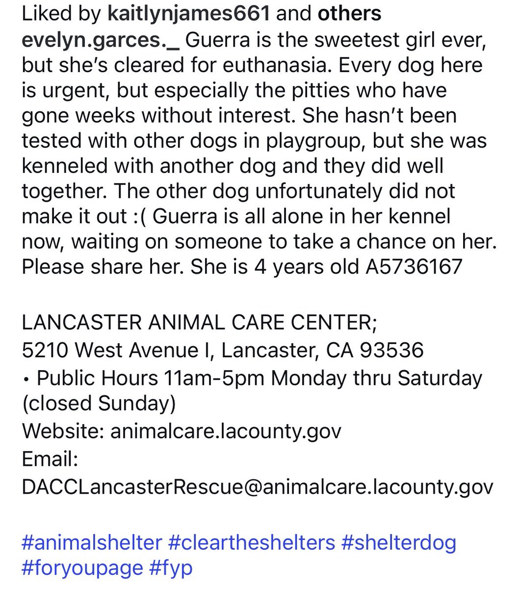 SarahjaneGille1's tweet image. Cleared TO BE EUTHANIZED 🆘🆘🆘🆘 @AnimaLancaster GUERRA F 4yrs #A5736167 she looks sweet . how not tested in playgroup but going to be euthanized @SUFPFoundation @mapleveewesem #REPOST #RESCUES HELP #SAVE🆘🆘🆘🆘

 instagram.com/reel/DRQ0m2jkS…