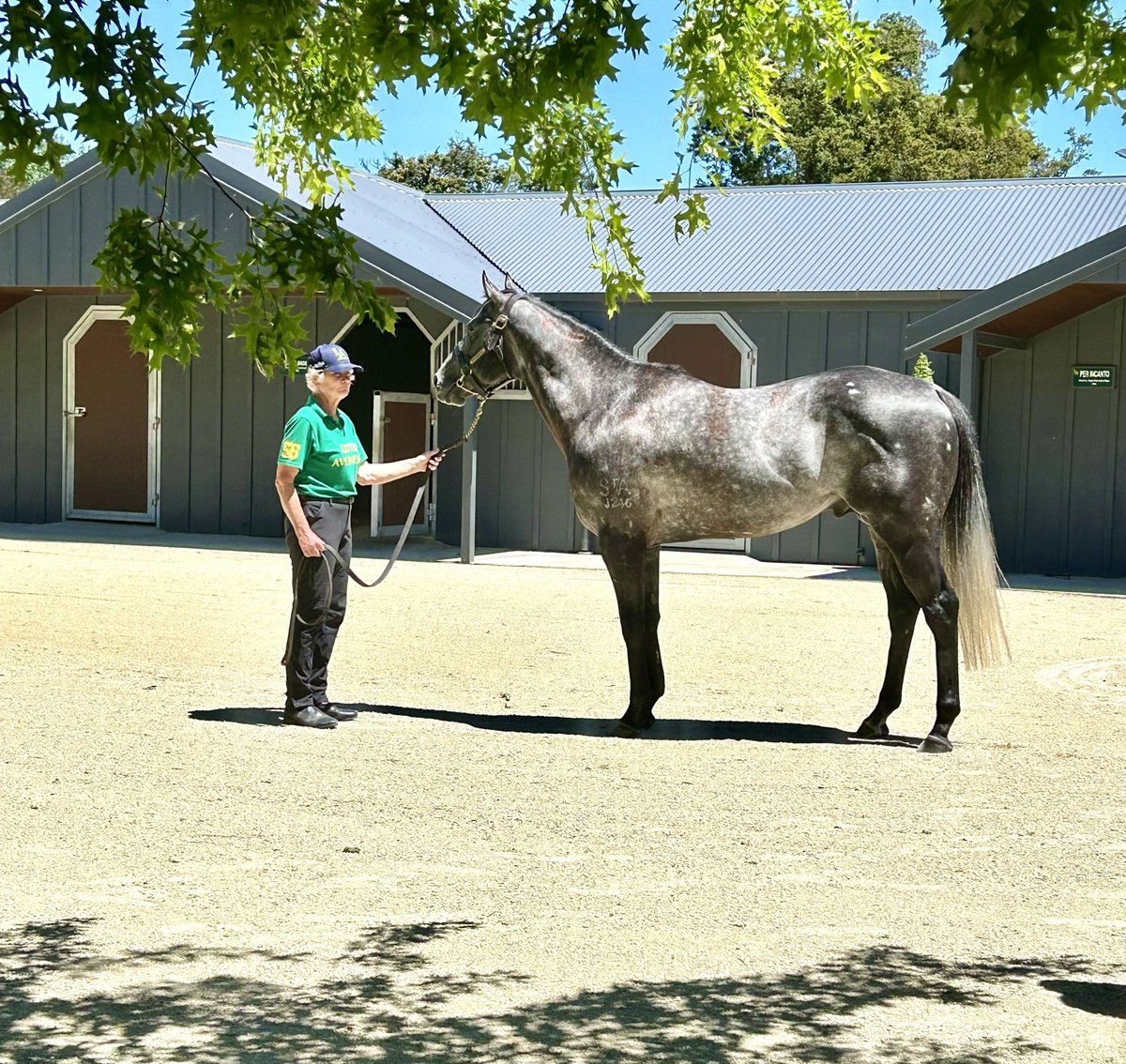 Little Avondale tweet media