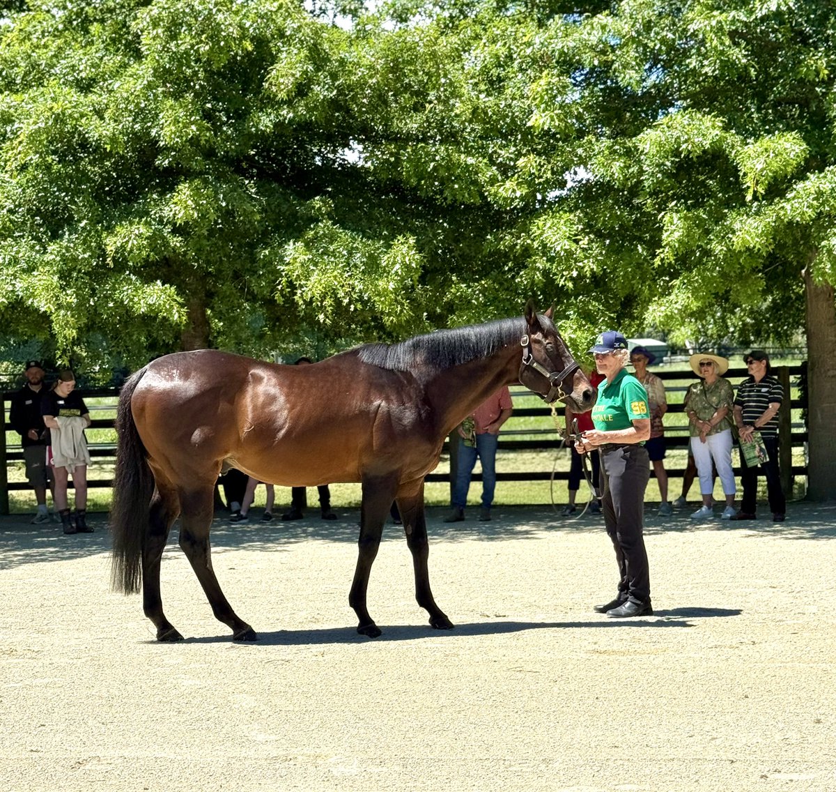 Little Avondale tweet media