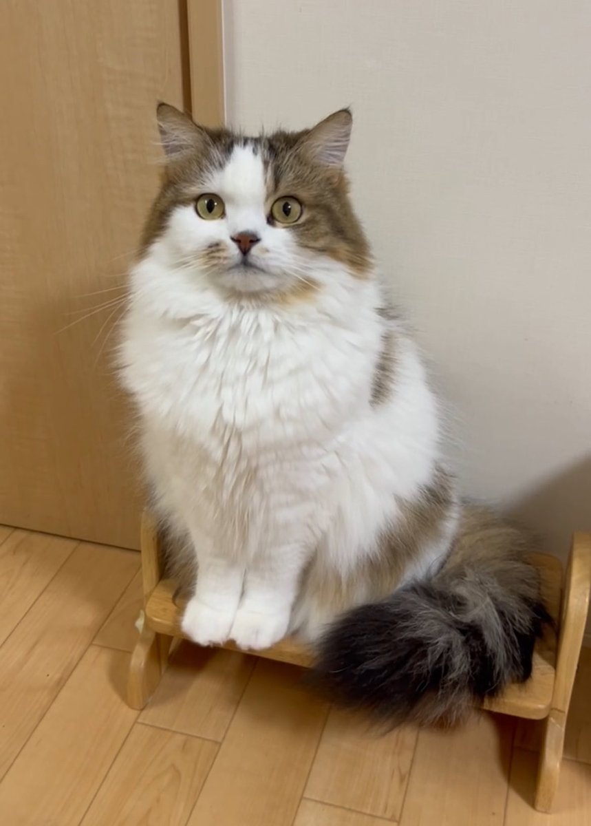 キチは断捨離せねば (@Shutoku6love) / Posts / X