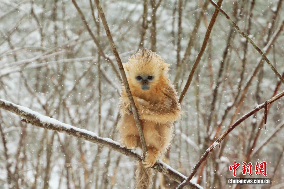 PuebloEnLnea's tweet image. En el Parque Nacional Shennongjia, provincia de #Hubei, los #monos de hocico chato retozan entre copos de nieve, buscan comida y se acurrucan, creando una escena encantadora y muy animada de principios del invierno en China.