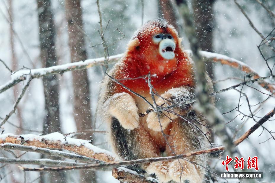 PuebloEnLnea's tweet image. En el Parque Nacional Shennongjia, provincia de #Hubei, los #monos de hocico chato retozan entre copos de nieve, buscan comida y se acurrucan, creando una escena encantadora y muy animada de principios del invierno en China.