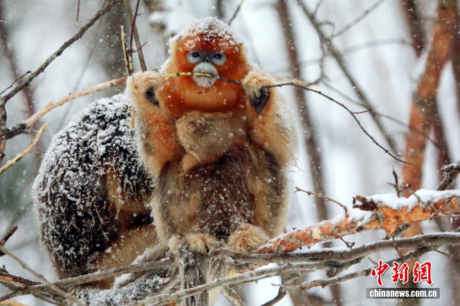 PuebloEnLnea's tweet image. En el Parque Nacional Shennongjia, provincia de #Hubei, los #monos de hocico chato retozan entre copos de nieve, buscan comida y se acurrucan, creando una escena encantadora y muy animada de principios del invierno en China.