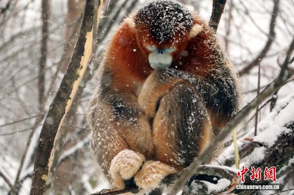 PuebloEnLnea's tweet image. En el Parque Nacional Shennongjia, provincia de #Hubei, los #monos de hocico chato retozan entre copos de nieve, buscan comida y se acurrucan, creando una escena encantadora y muy animada de principios del invierno en China.
