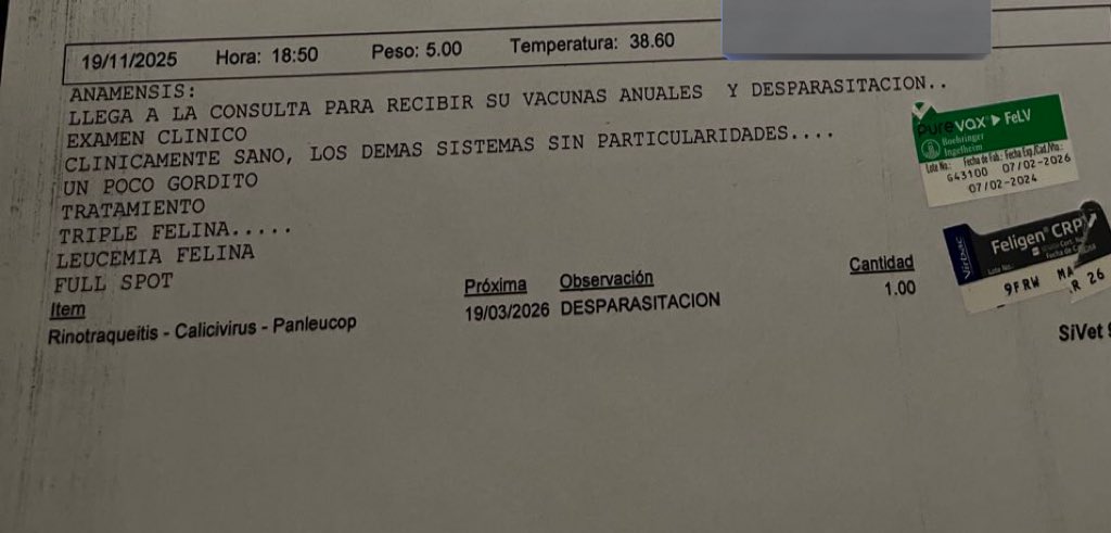 blumekz's tweet image. lo vacunaron a mi gato y le pusieron UN POCO GORDITO en la libreta 😭