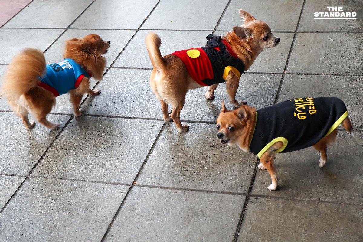 thestandardth's tweet image. กรุงเทพฯ เย็นสบาย อุณหภูมิต่ำสุด 20 องศาฯ รายงานฝุ่นดีมากทั่วพื้นที่
.
วันนี้ (20 พฤศจิกายน) กรมอุตุนิยมวิทยา รายงานสภาพอากาศกรุงเทพมหานครและปริมณฑล ระบุว่า มีสภาพอากาศที่เย็นสบายเป็นพิเศษในตอนเช้า และมีลมพัดแรงตลอดทั้งวัน อุณหภูมิต่ำสุด อยู่ที่ 20 ถึง 22 องศาเซลเซียส…