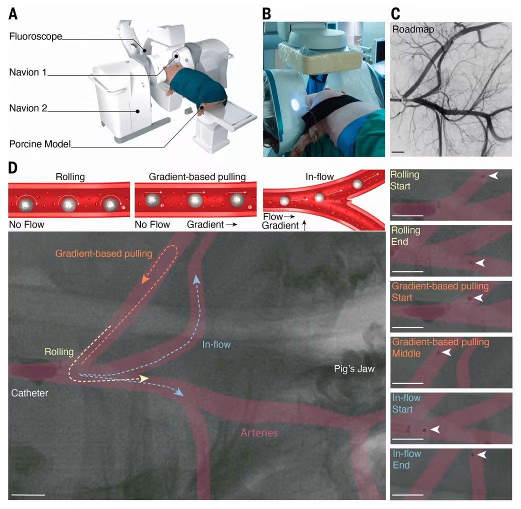 CreaBioarray's tweet image. Landers et al. designed a microrobotic system that combines electromagnetic navigation, a release catheter, and dissolvable drug-loaded capsules. They demonstrated precise navigation in human vasculature models and tracking and navigation in large animal models.