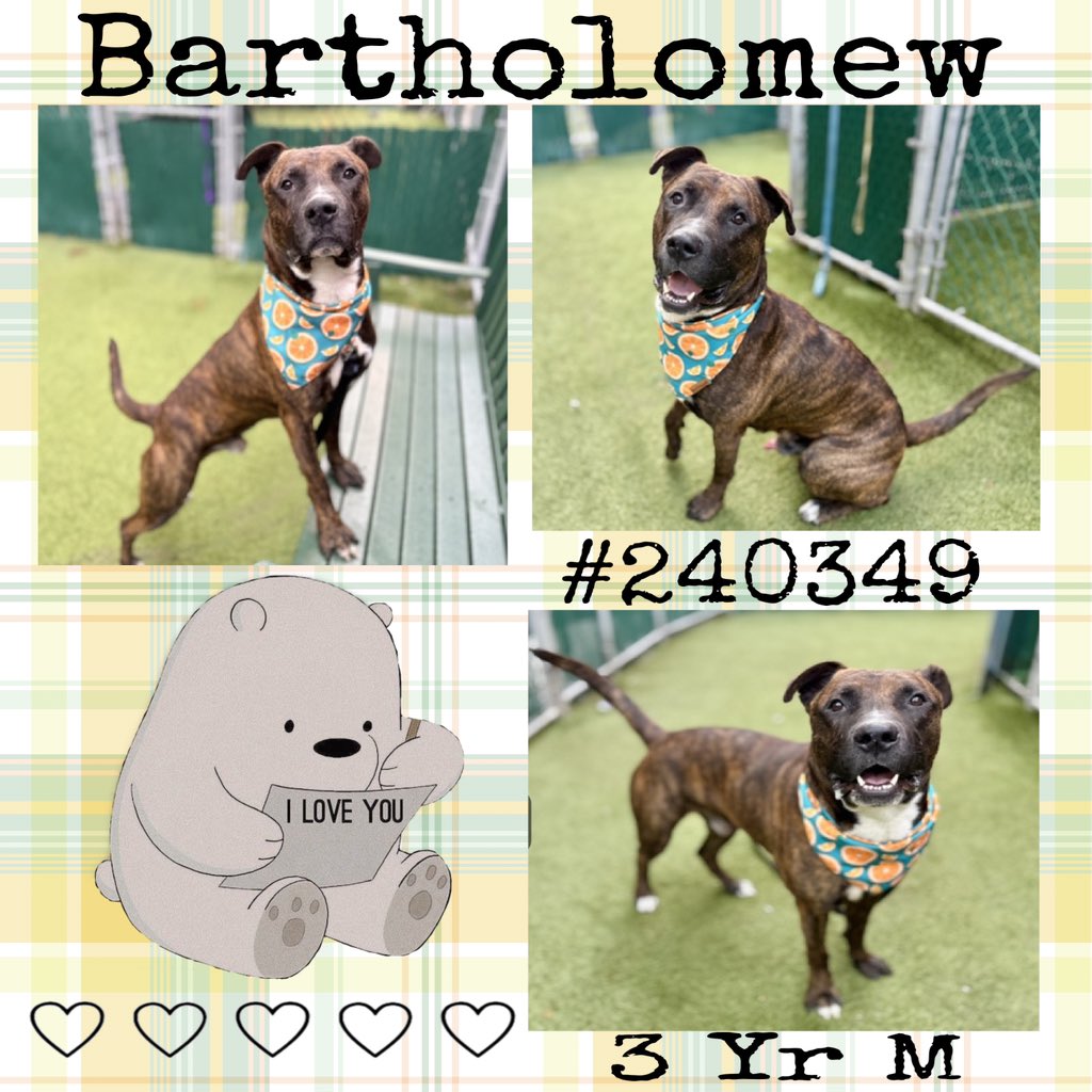 Quinnqueens's tweet image. 🤎 B͙A͙R͙T͙H͙O͙L͙O͙M͙E͙W͙ 🤎
#240349 #MACC 3 Yr M
Bartholomew is a handsome sweet boy who’s a little shy. He needs a parent who will help him build trust &amp;amp; he will thrive in a loving environment. 🏡 adults only. Look at that smile #AdoptMe #Foster #Pledge
nycacc.app/browse/240349