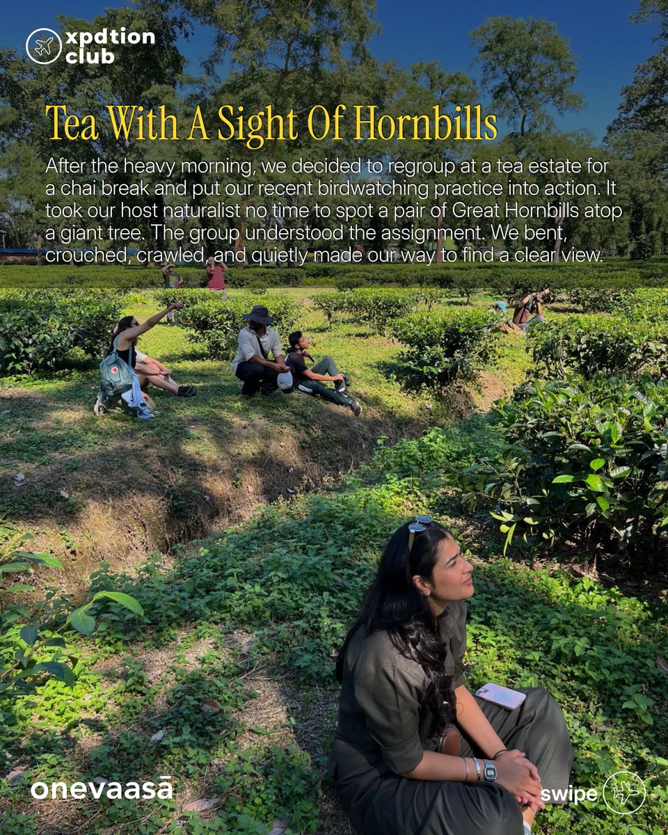 hkarteek's tweet photo. we started day 4 with an elephant safari and tbh most of us felt a sense of discomfort during & after it. went to a tea estate and tried a variety of teas and then luckily ended up spotting a great hornbill couple. all of us just sat down in the tea estate for half an hour looking at them. 
the guide told us hornbills mate for life. when the female hornbill lays eggs, she doesn't leave the nest for 3 months. she sheds her feather & seals their nest completely, except a small slit for the male to provide food through. this is the most vulnerable time for them because if during the nesting period anything happens to the male, the female & the babies would perish. fascinating how intricately designed nature is (1/2)