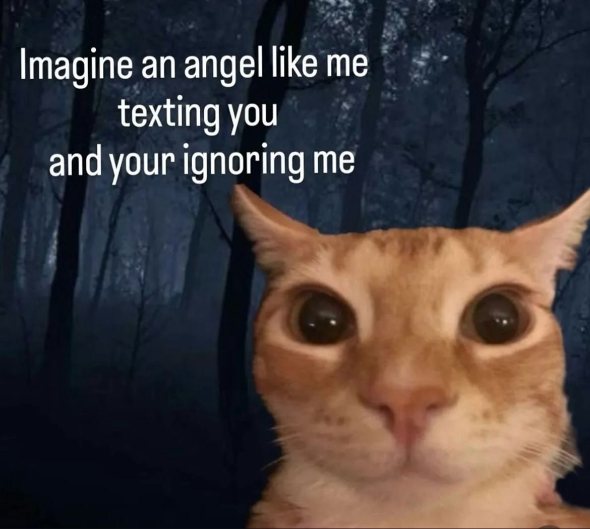 ShootaCat's tweet image. 