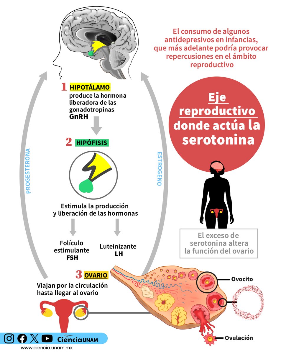 Ciencia_UNAM's tweet image. #Salud | Te contamos sobre la #serotonina y su trascendente función en los #ovarios: bit.ly/4moAlQ8
@unam_fesz
