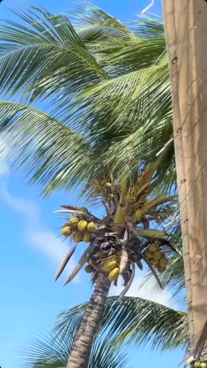 Jodesfx's tweet image. There is something special about this place need to find out a little more😂🥺🐳🐬🐟