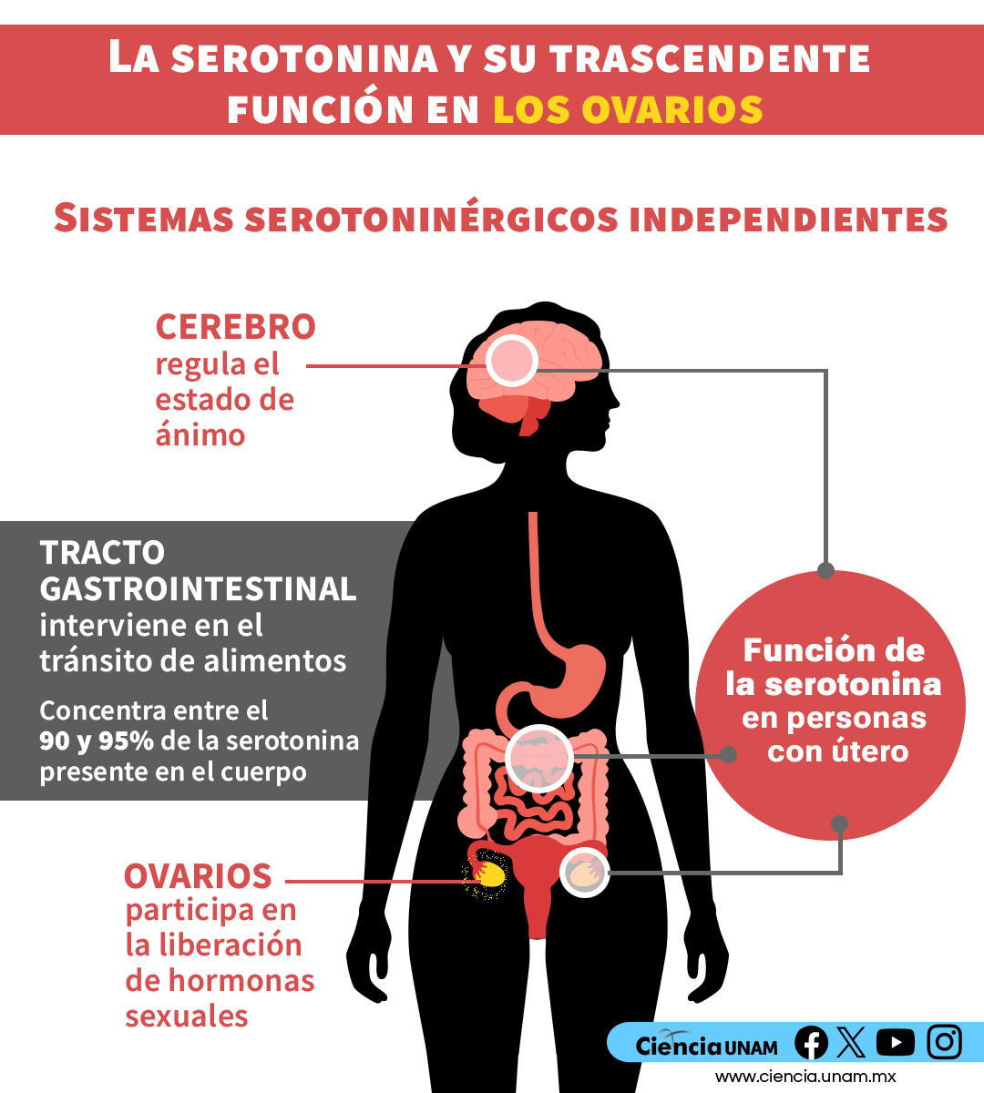 Ciencia_UNAM's tweet image. #Salud | Te contamos sobre la #serotonina y su trascendente función en los #ovarios: bit.ly/4moAlQ8
@unam_fesz