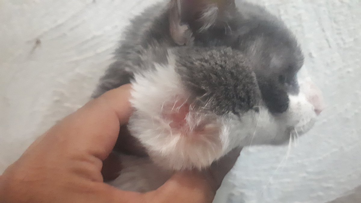 Amigos, no me gusta hacer esto pero, le volvio a salir otro abseso a mi gato Pequeñon, si gustan apoyar tendre nuevamente ofertas

Cuerpo completo 15 USD

Parejas 25 USD

De antemano les agradezco, gracias