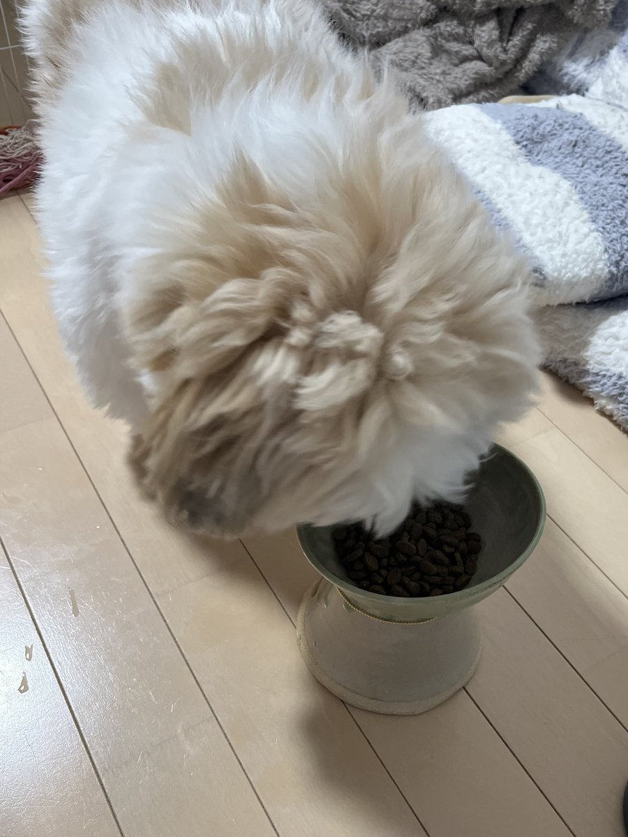 息子のシーズーにプレゼント🎁 気に入って頂けたようです