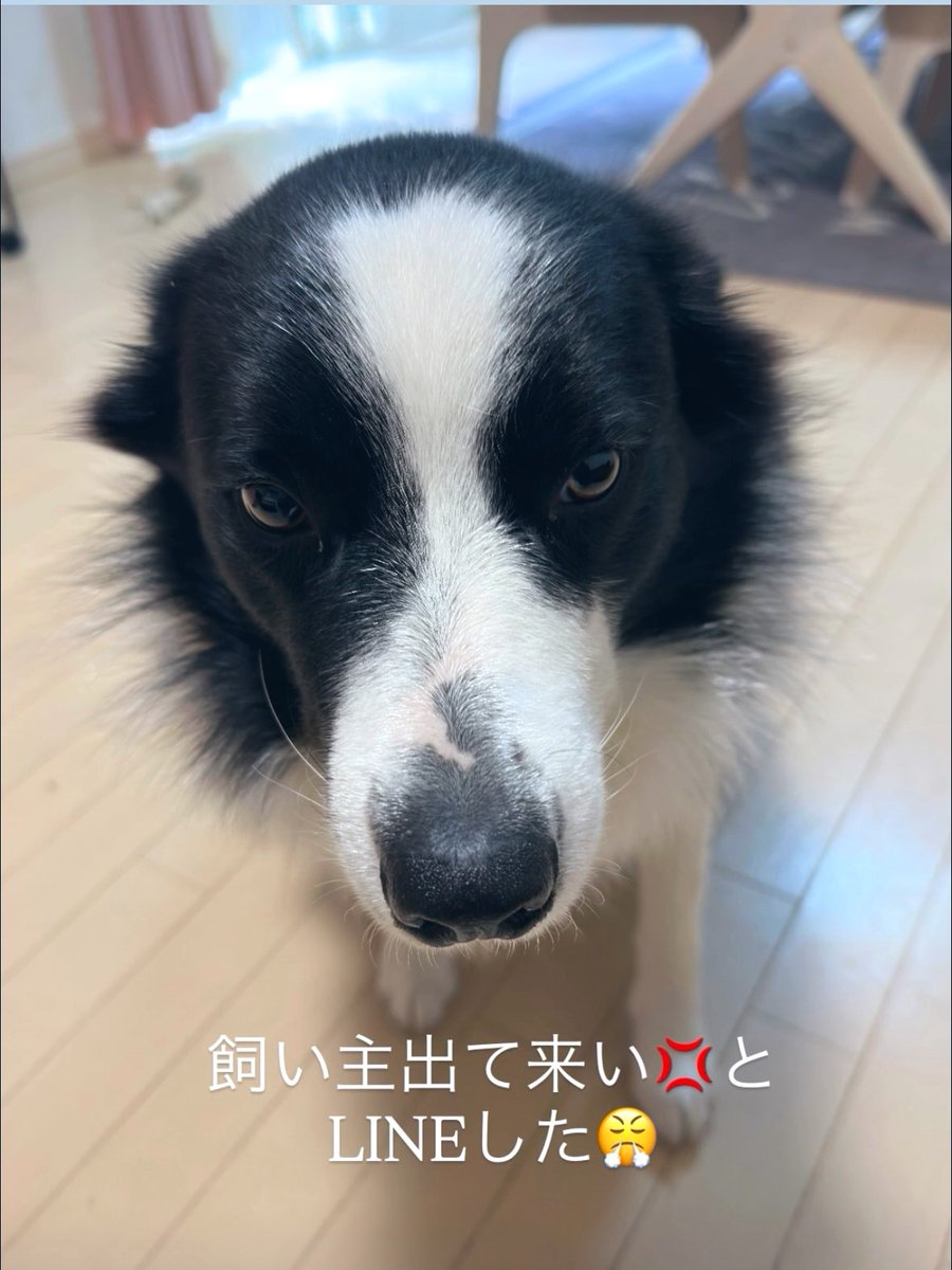 Ajfo98Sh's tweet image. ドア開けると、、えっ？
嘘？えっ？何これ😢😢

誰がしたと？
愛猫のみかん？黒ちゃん？

えっ？😱もしかして？
犯人は君かい？🐶😤💢

犯人は僕ですと反省🐶💦
私は😭号泣😭😭辛い😭

え〜嘘やろ〜😭たまらん😭

🐻の匂いでもしたと〜😭

#浜田省吾 
#写真集  
#やってくれました