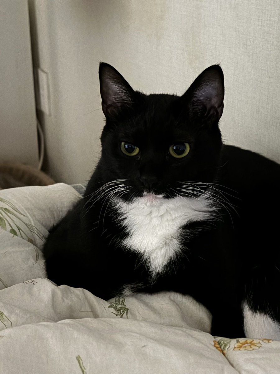 우리 모아가 투슬리스를 닮았다고 주장합니다