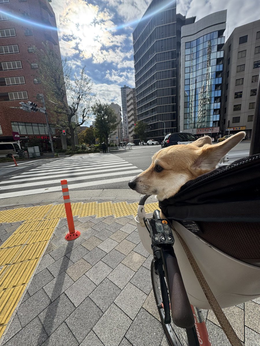 PonCorgi's tweet photo. 🐶秋晴れ、だ〜いすき✨ https://t.co/lsdM9IMmFr