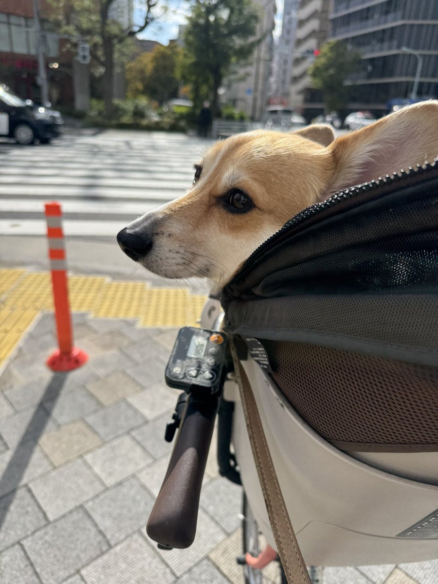 PonCorgi's tweet photo. 🐶秋晴れ、だ〜いすき✨ https://t.co/lsdM9IMmFr