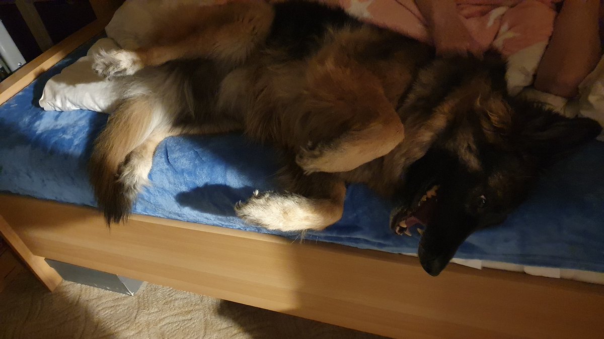 Guten Morgen liebes Rudel. Die Gitter sind seit Montag weg. 😇

Wer soll da bei Omma im Bett liegen? Das ist ja ein Ding!
Beweisfotos von mir? Die gingen auch an Herrchen? Die wurden veröffentlicht?

Fakenews! Habt einen schönen Tag