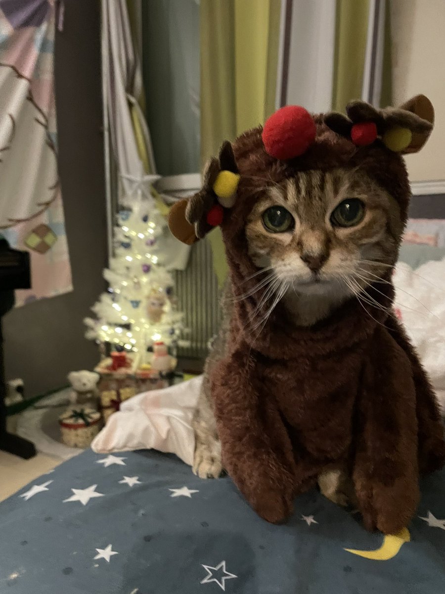 Chat_pitres's tweet image. Un petit coup de Tina de Noël pour remonter un peu le moral ddd troupes 🩵
