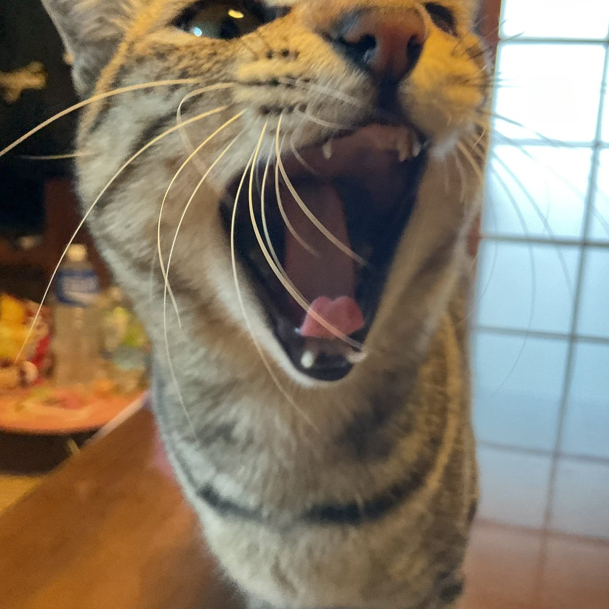 retrobaragit's tweet image. 今日は昨日の戦利品であるお好み焼きを弁当で持って行くという姫 👸🏻
お陰様で昨夜の仕込･今朝の弁作りを免れて楽できました😊
そしてオレの朝メシは焼きおにぎりとタコ焼きになりました😆

おはようゴザイにゃっス😺☀️
#ネコ  #朝ごはん  #弁当  #焼きおにぎり