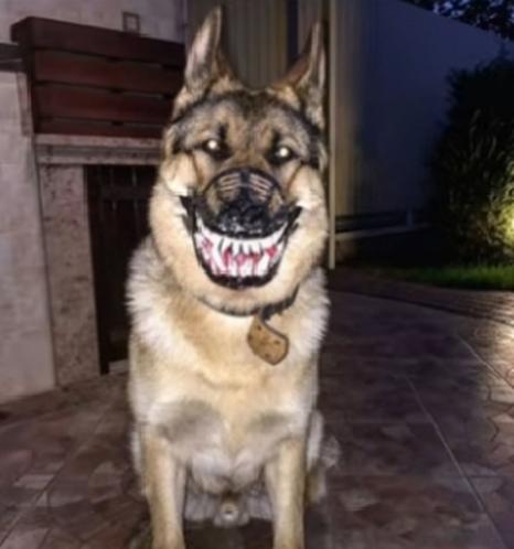 KINGDUKEYEXIST's tweet photo. This my new dog on Mr.Geta life he dont bite https://t.co/c7rVtFngQP