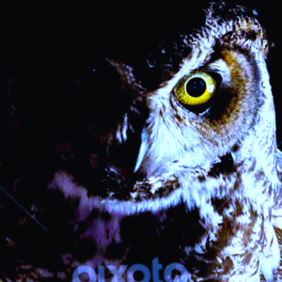 JadeS_960's tweet image. Day50
#owl #pcap