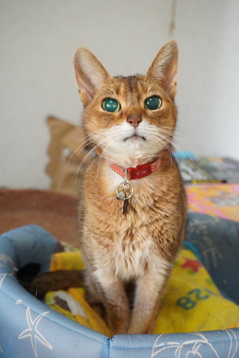 uBg3tA5OFRdyFQS's tweet image. おはようございます
昨夜（今日）、寝室のドアが開いて階段の光で目覚めて、稀に気圧で開く事あるし電気のつけ忘れも良くしてるから気にしてなかった
今、気づいた11/17はコロンの命日だった
いつ思い出すんだ？忘れるなって来てくれたのかなぁなんて朝から思ったり
#毎日が猫の日 #猫好き #保護ねこ