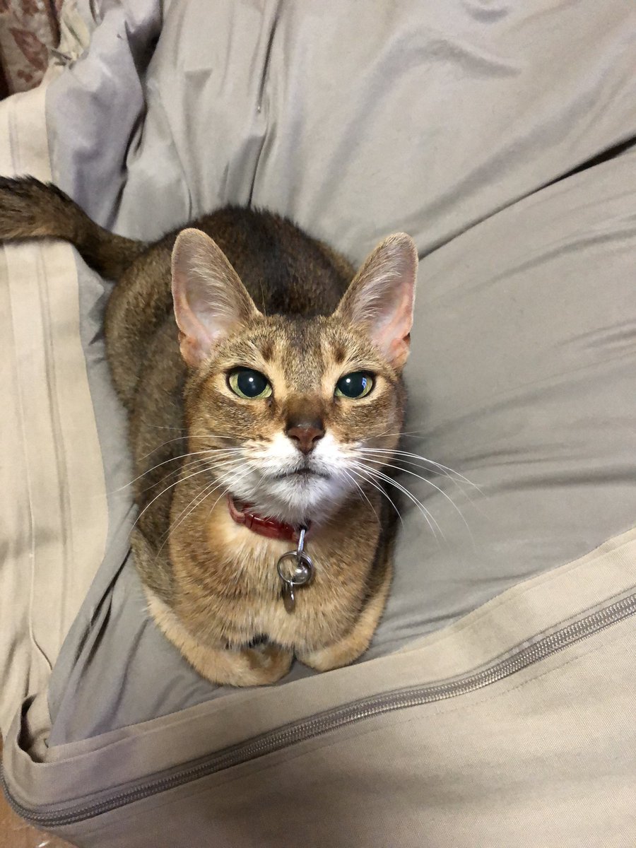 uBg3tA5OFRdyFQS's tweet image. おはようございます
昨夜（今日）、寝室のドアが開いて階段の光で目覚めて、稀に気圧で開く事あるし電気のつけ忘れも良くしてるから気にしてなかった
今、気づいた11/17はコロンの命日だった
いつ思い出すんだ？忘れるなって来てくれたのかなぁなんて朝から思ったり
#毎日が猫の日 #猫好き #保護ねこ