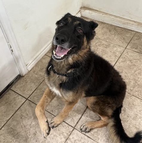 _taysmyoxygen1d's tweet image. 🆘 OLDER #GERMANSHEPHERD DOG RETURNED TODAY 11.19 BY HIS FOSTER DIES TMW 11.20 AT #SANANTONIO ACS #TEXAS‼️ 

DUCK 🩵#A778121 8yo nM, hw test +

To #AdoptDontShop / #Foster📧 acsadoptions@sanantonio.gov /
acsrescue-foster@sanantonio.gov

#DogLovers #GSD 
#PledgeForRescue 🙏🏼