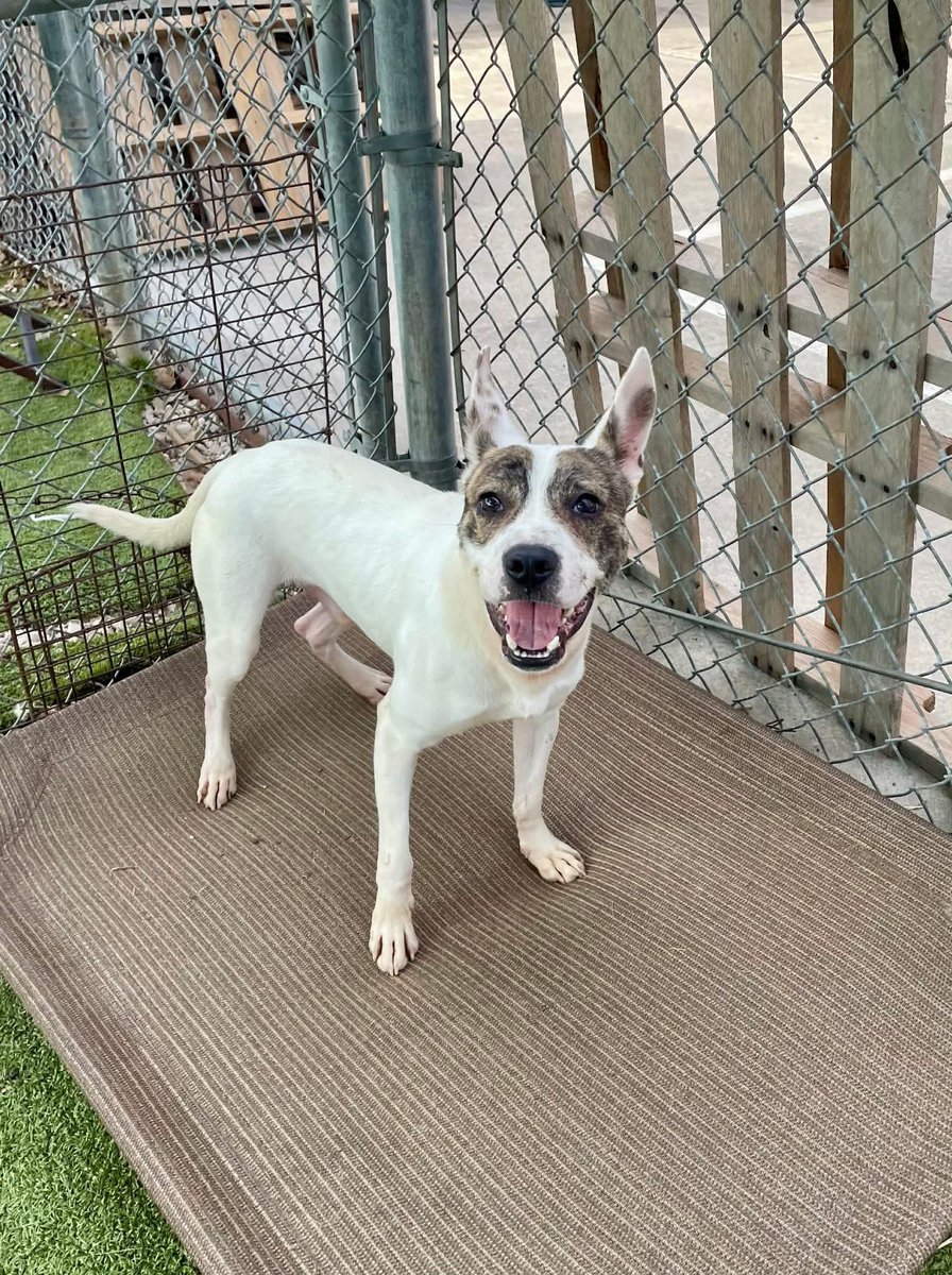 🥺 My owner’s apartment didn’t allow pets, so now I’m back in the shelter…

Hi, I’m Bandit. I just need a little time to decompress and someone patient enough to understand that I can be a bit fearful at first. But I’m still dog-friendly, playful, and fully house-trained.

I’m