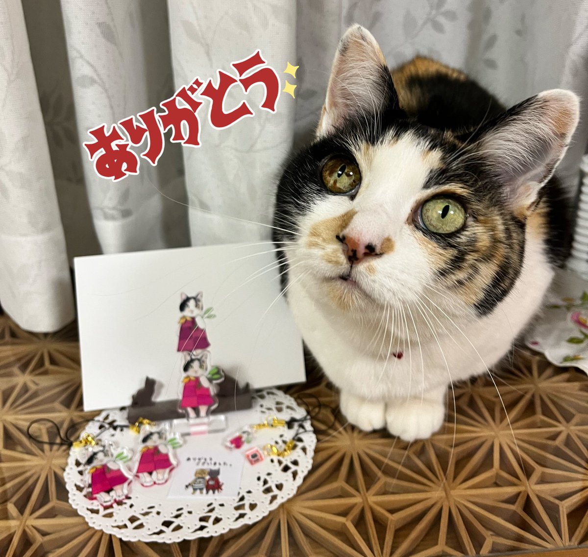 三毛猫🐾月菜子さん (@runak0mam679) / Posts / X